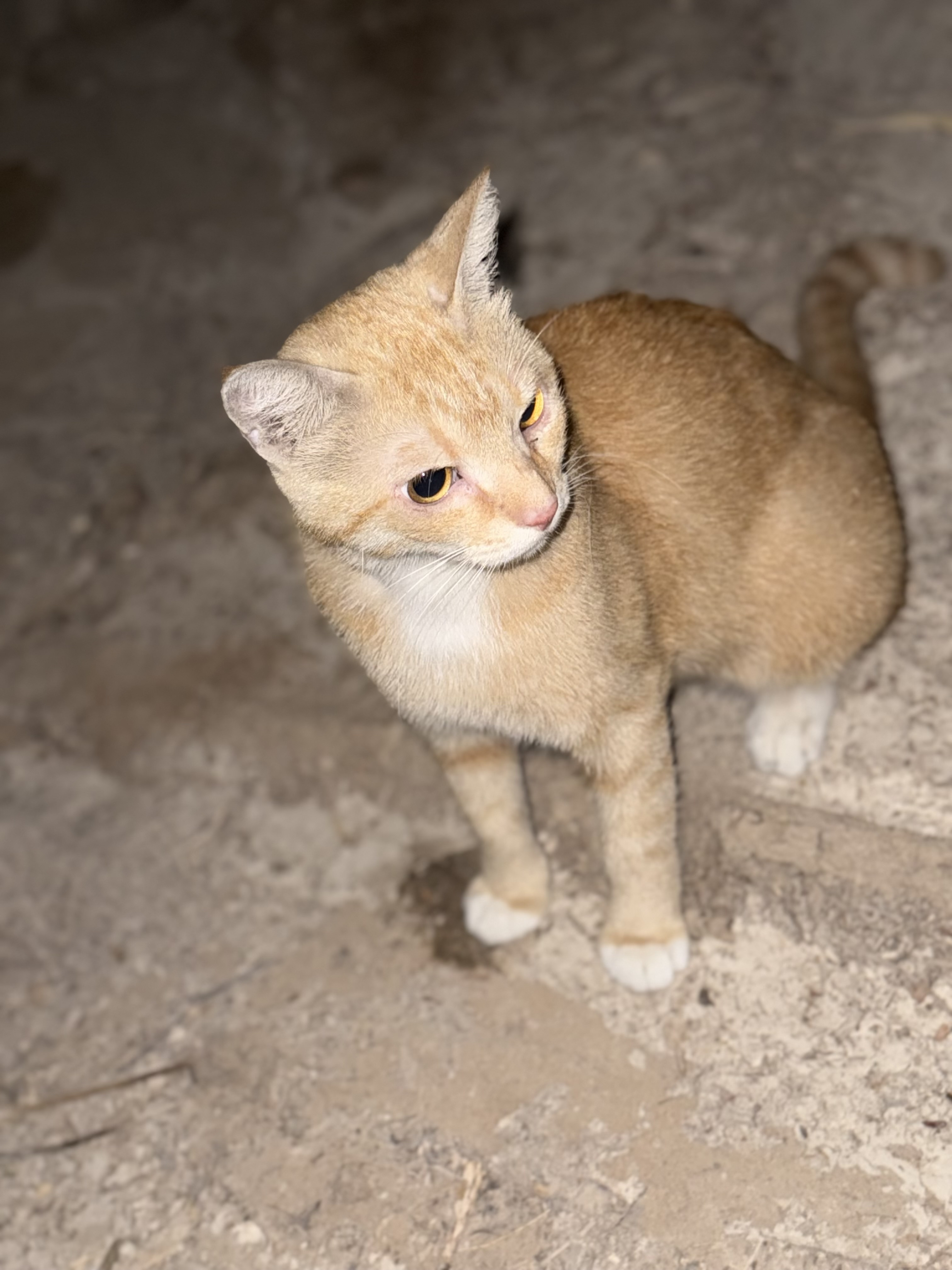 cat