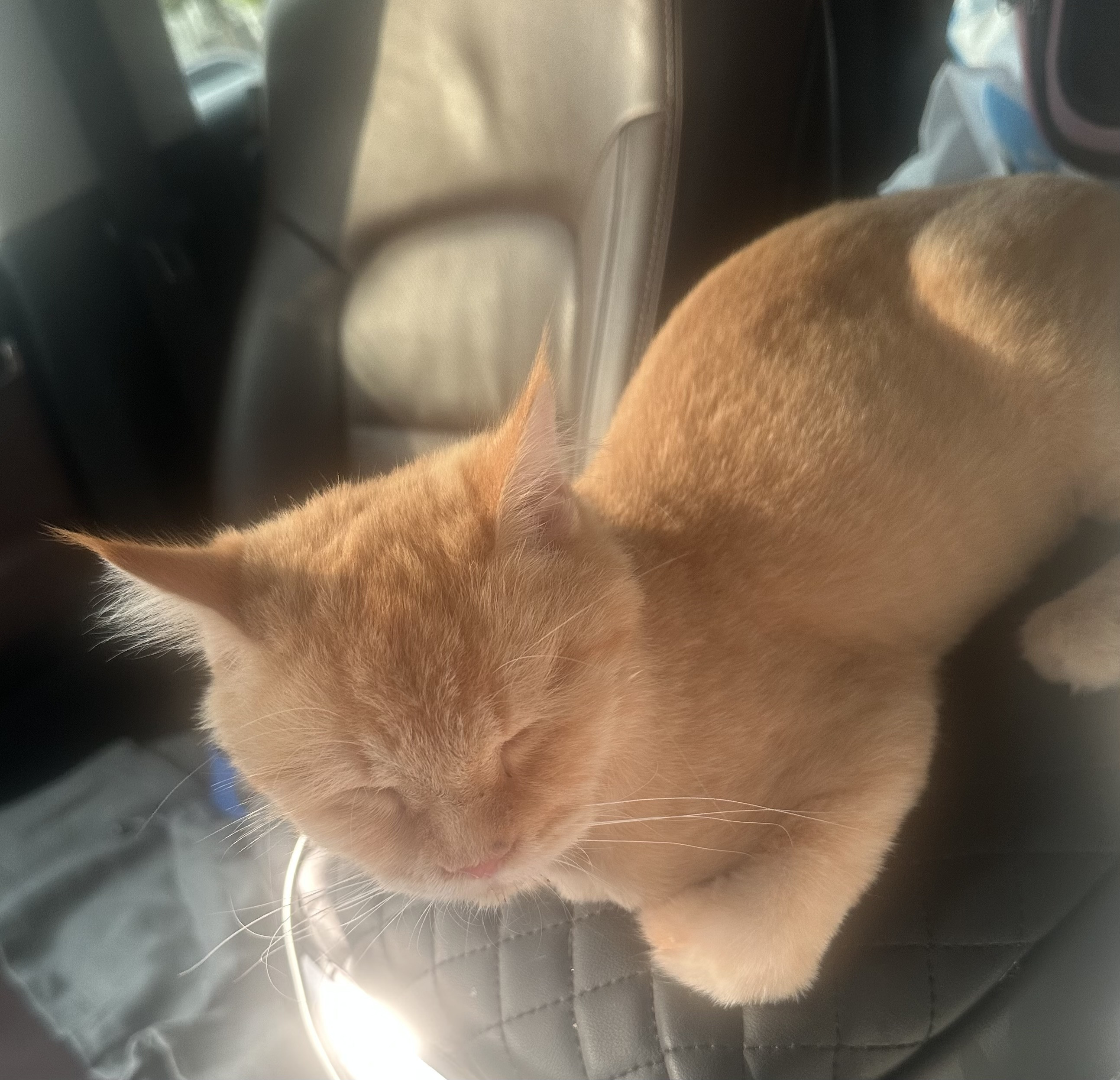 cat