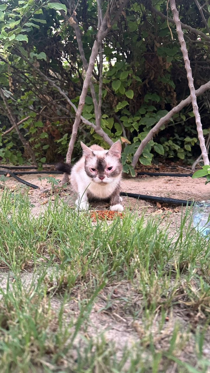 cat
