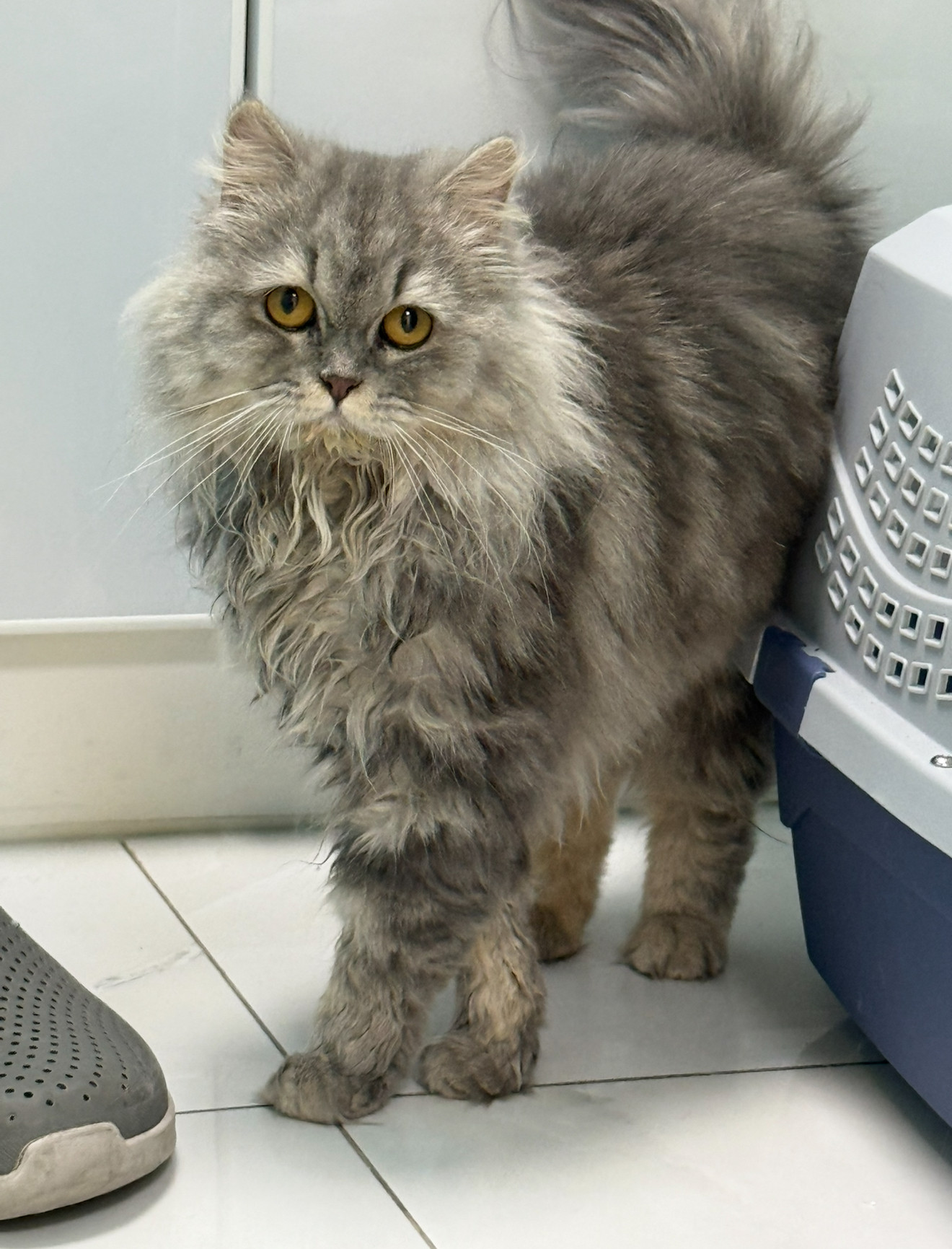 cat