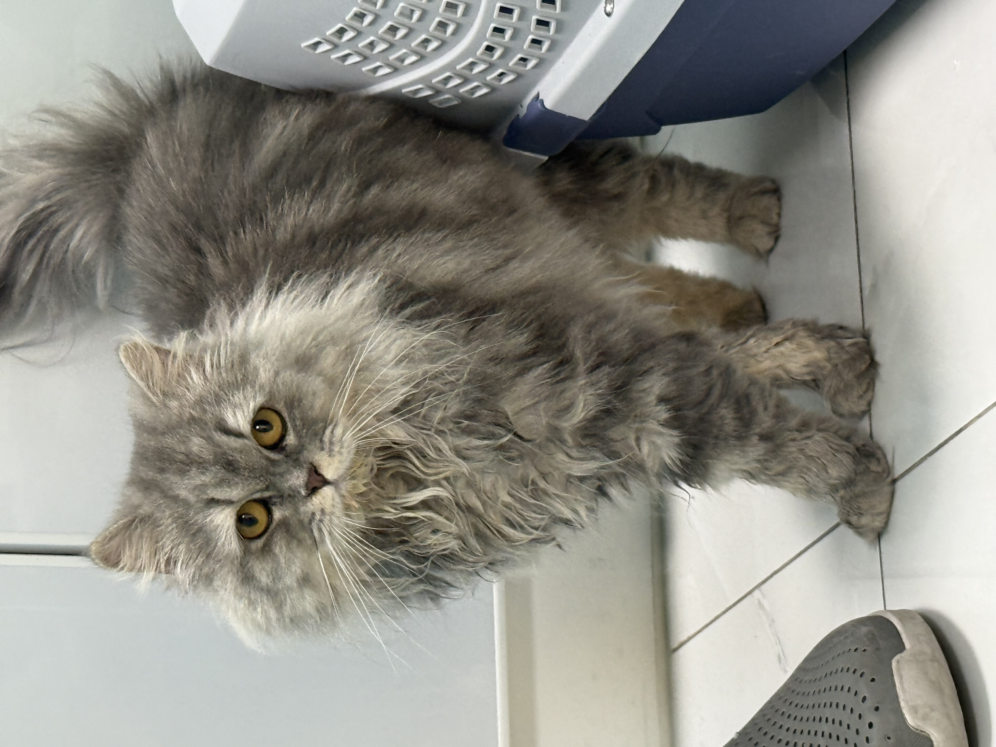 cat