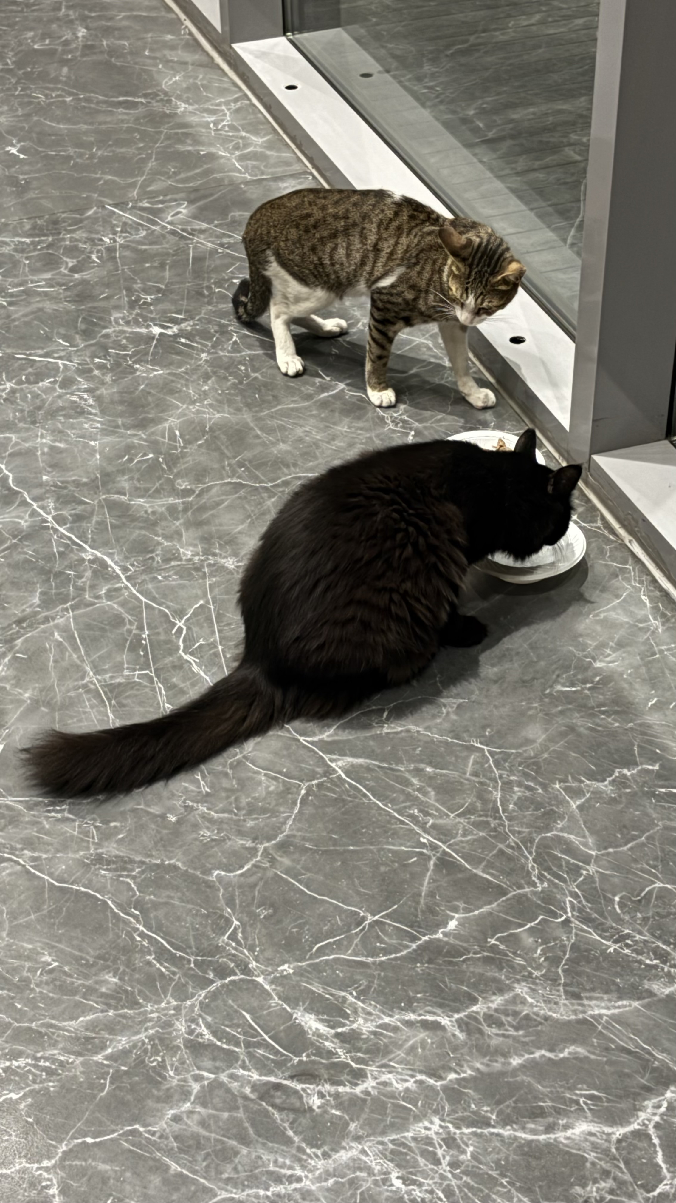 cat