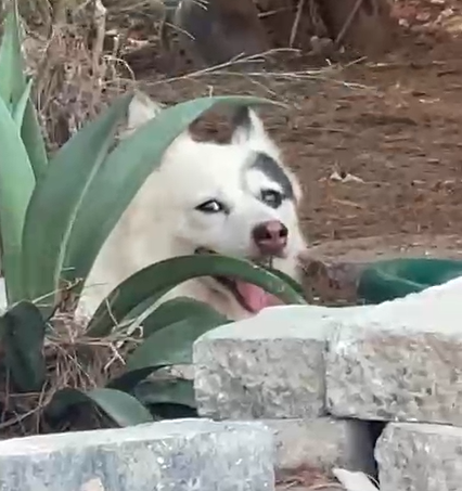 dog