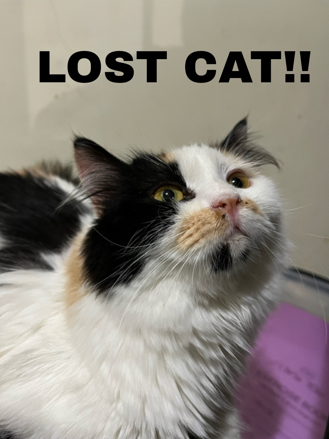 cat