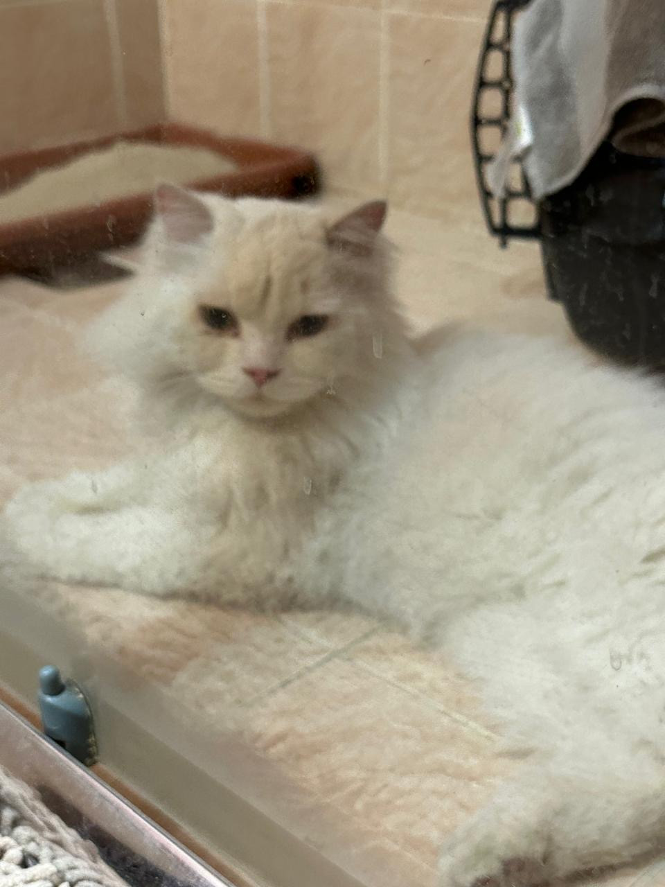 cat