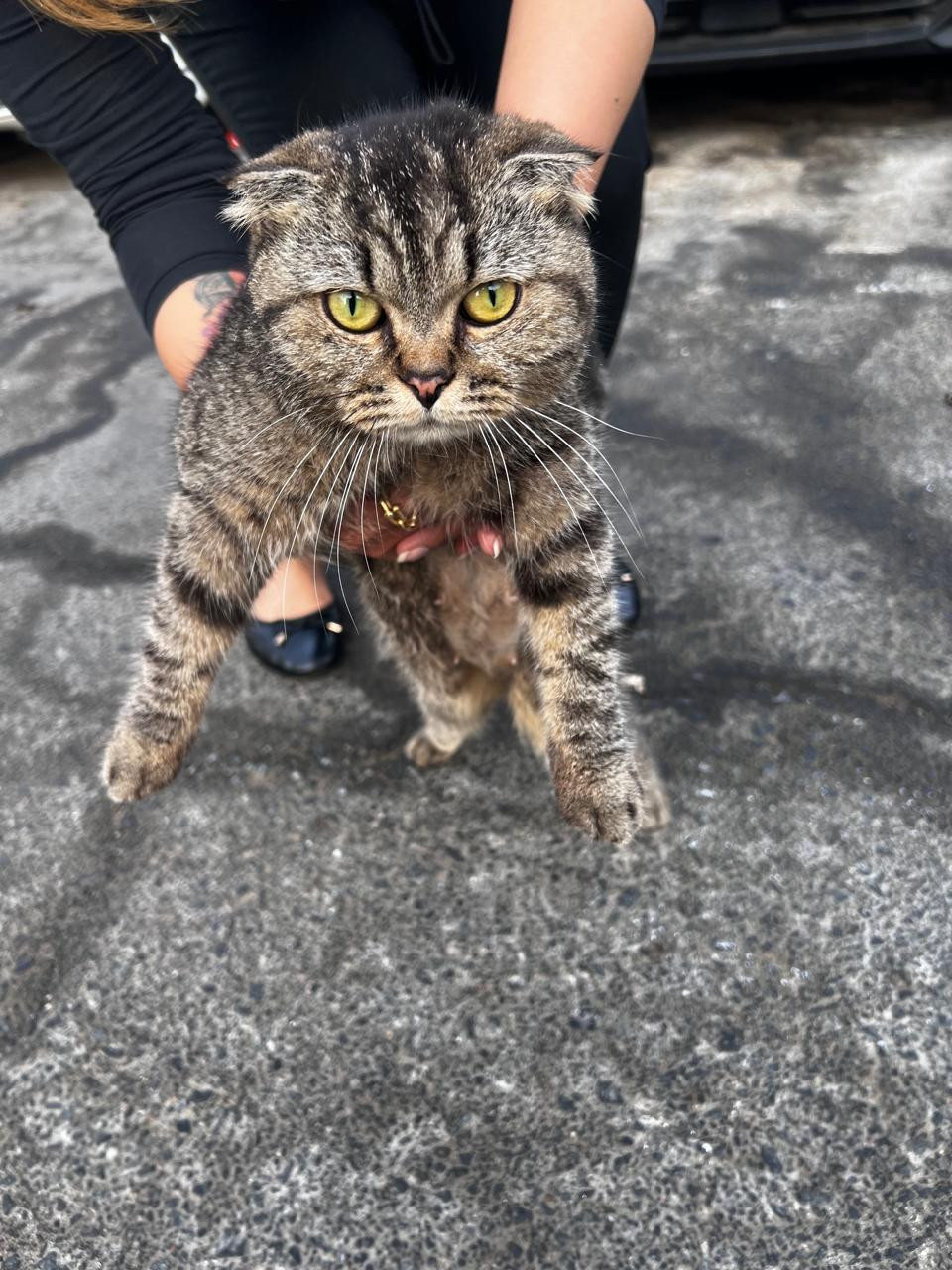 cat
