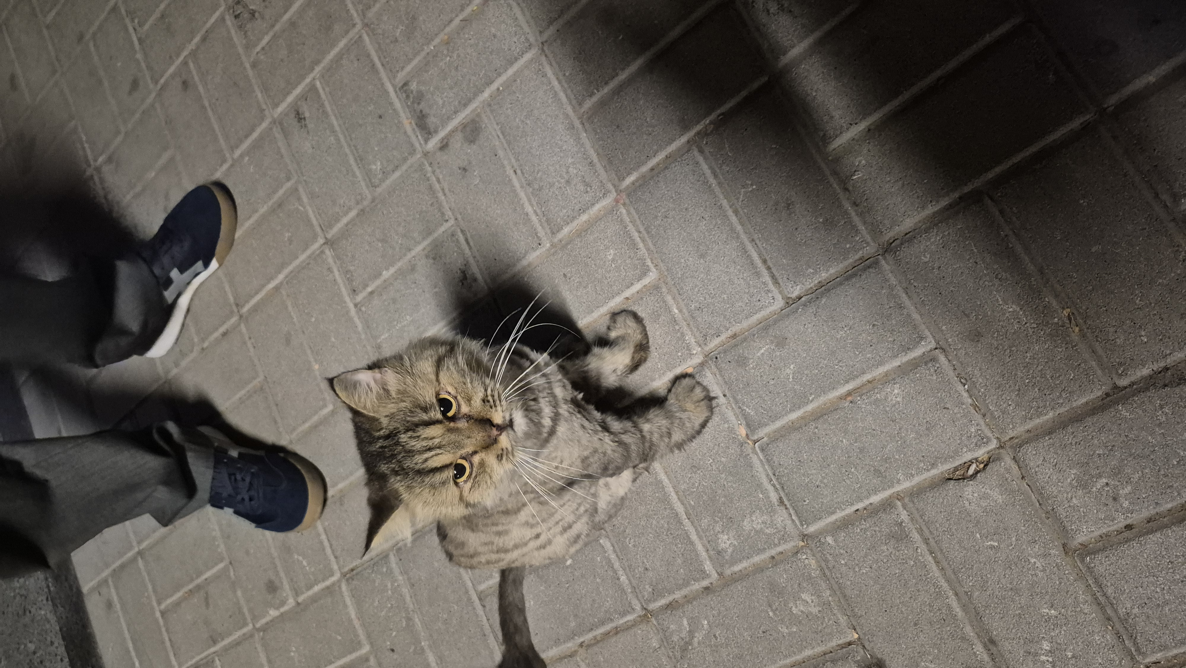 cat