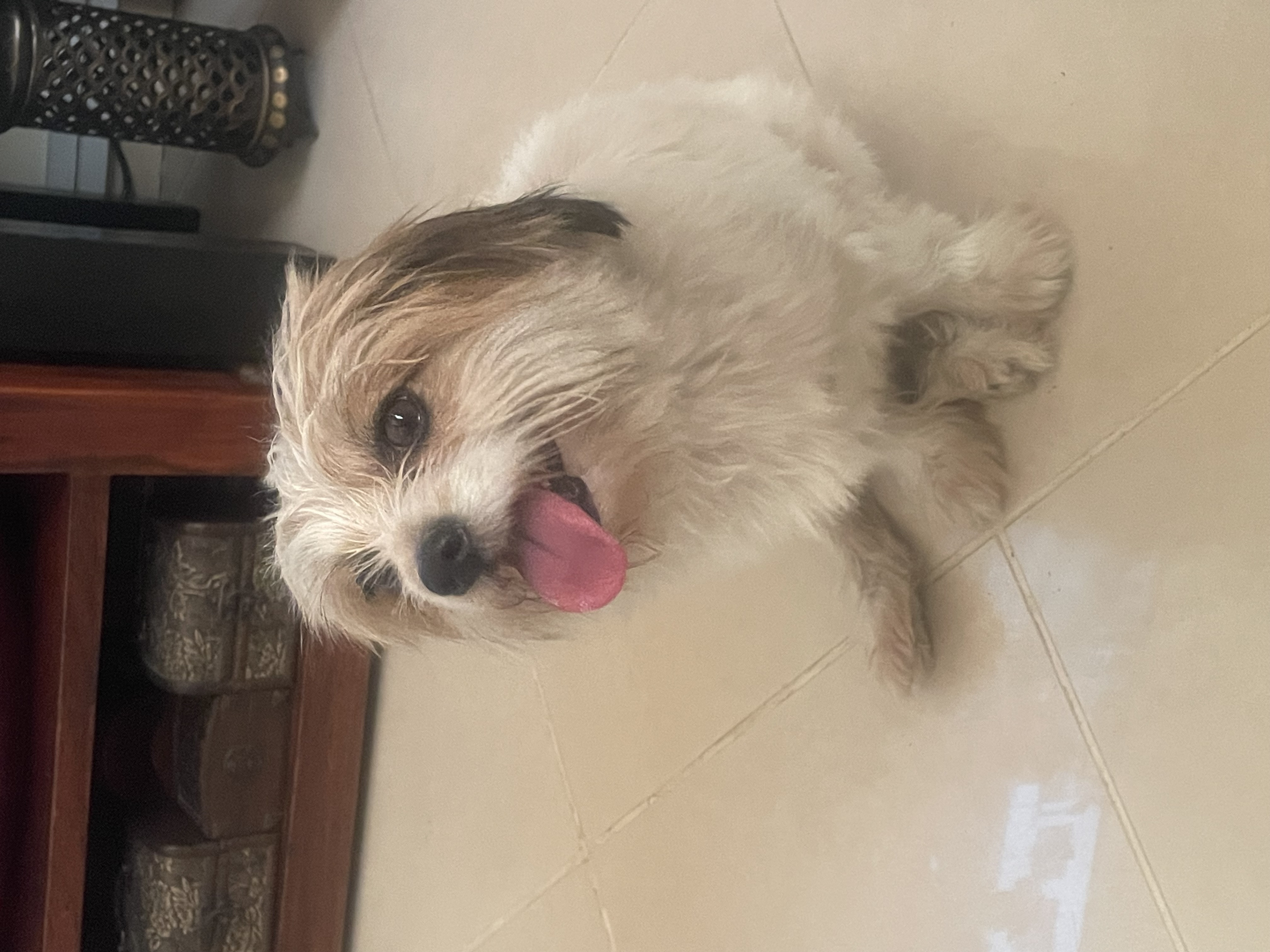 dog