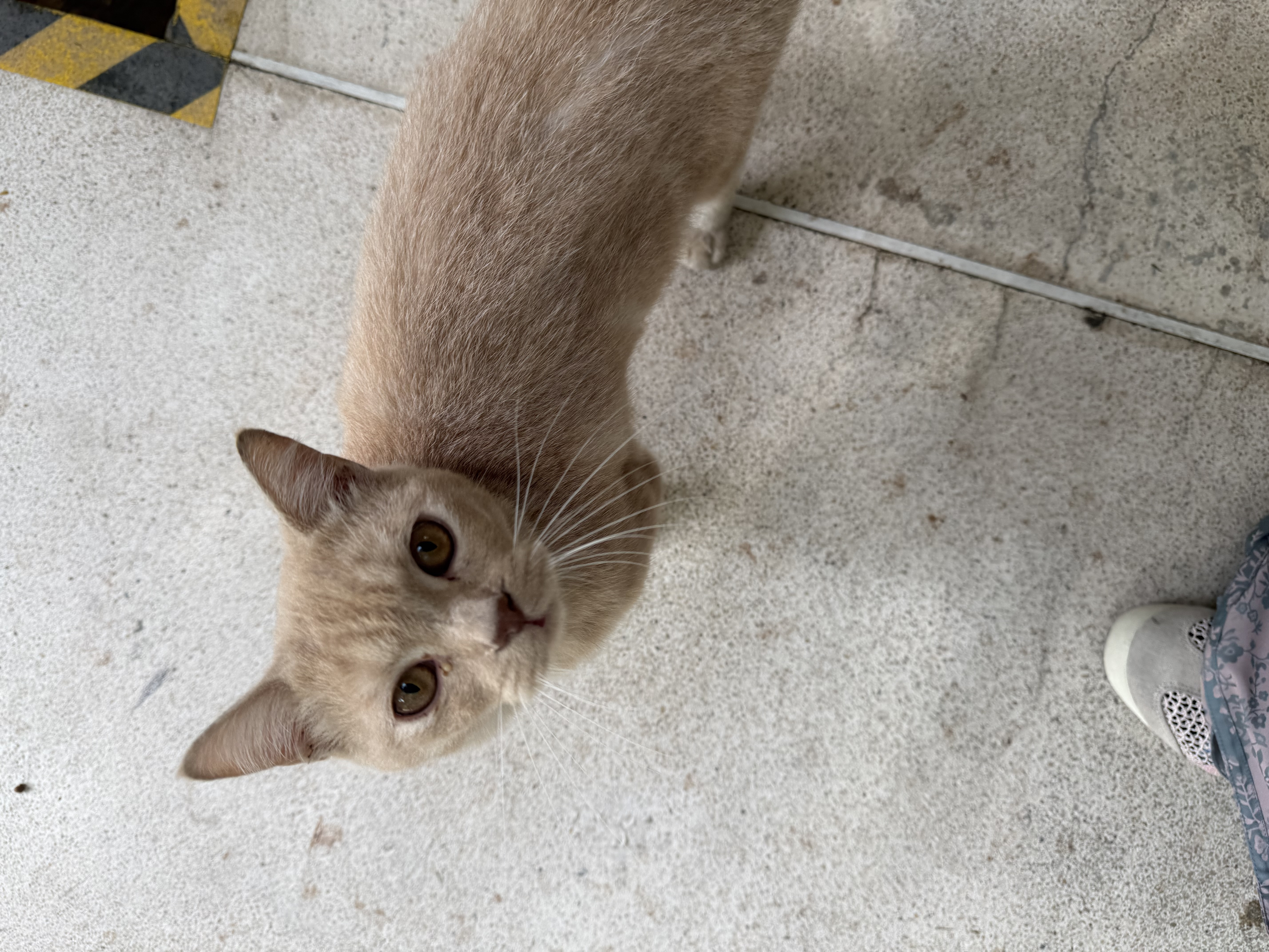 cat