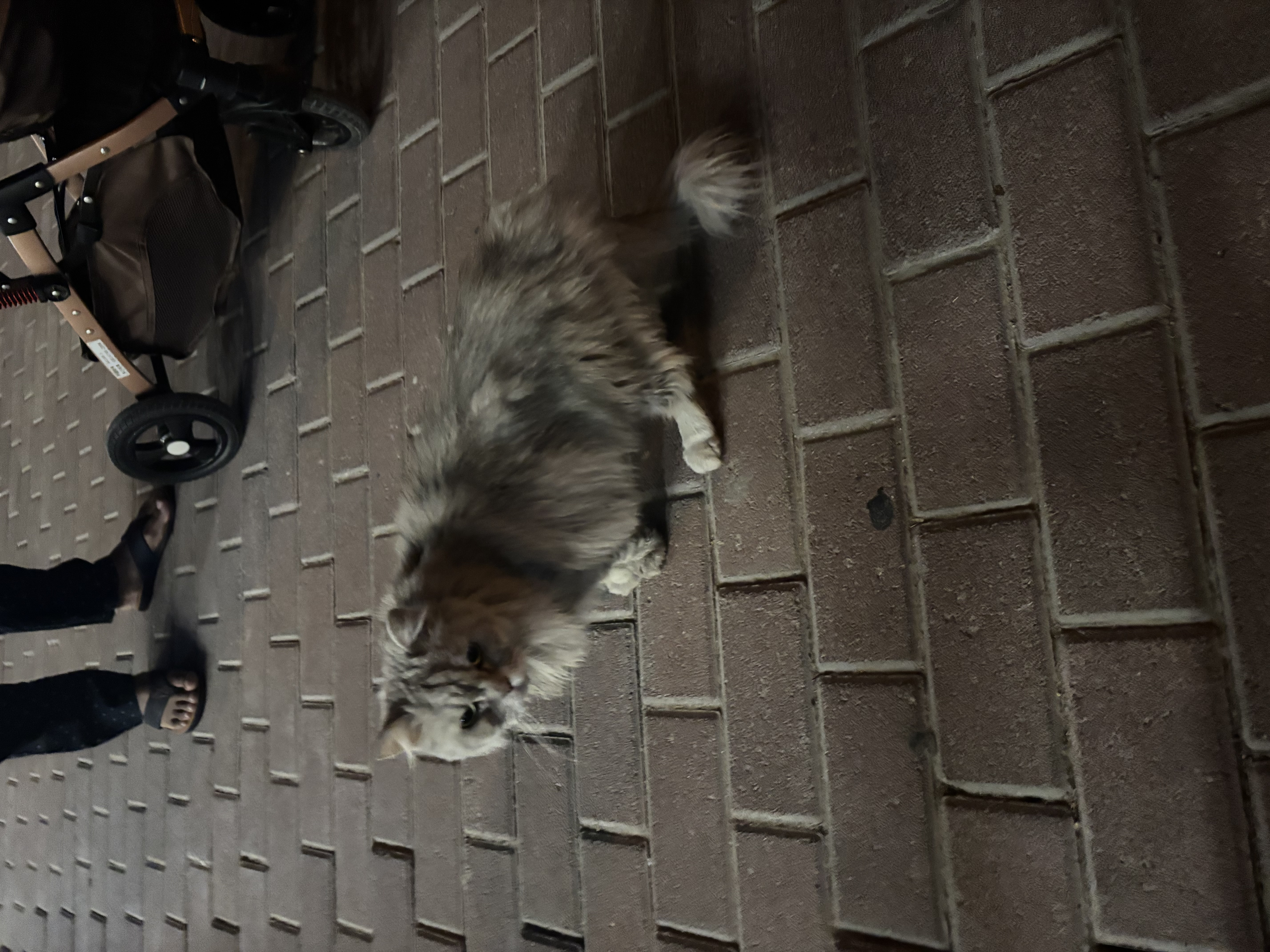 cat
