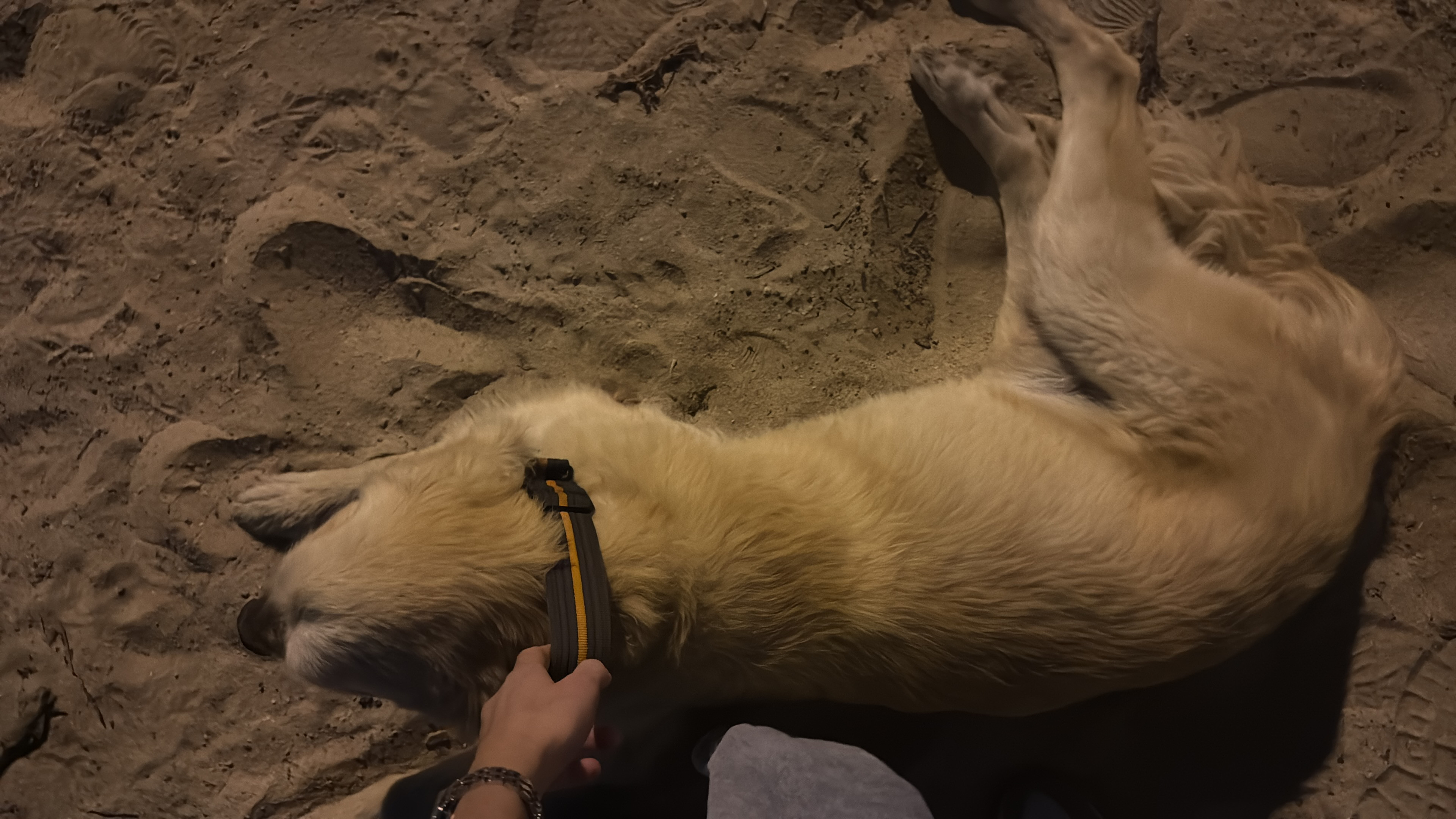 dog