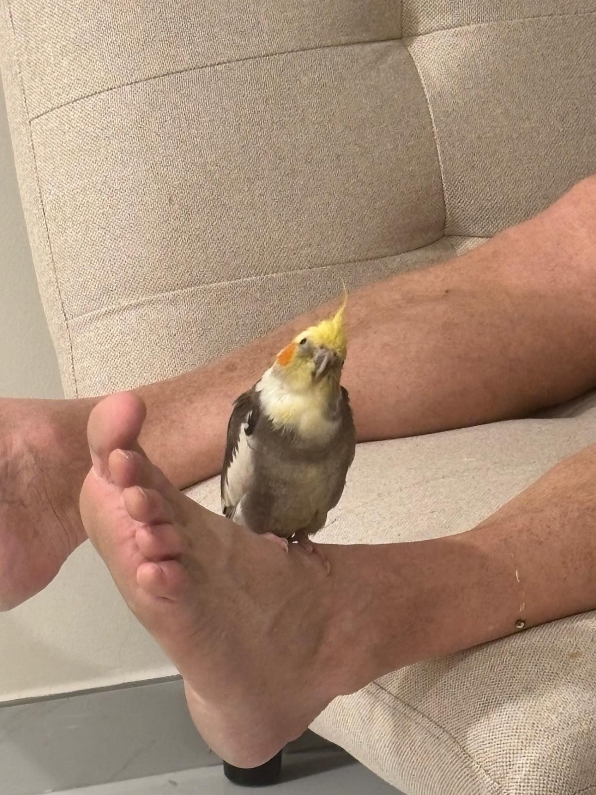 bird