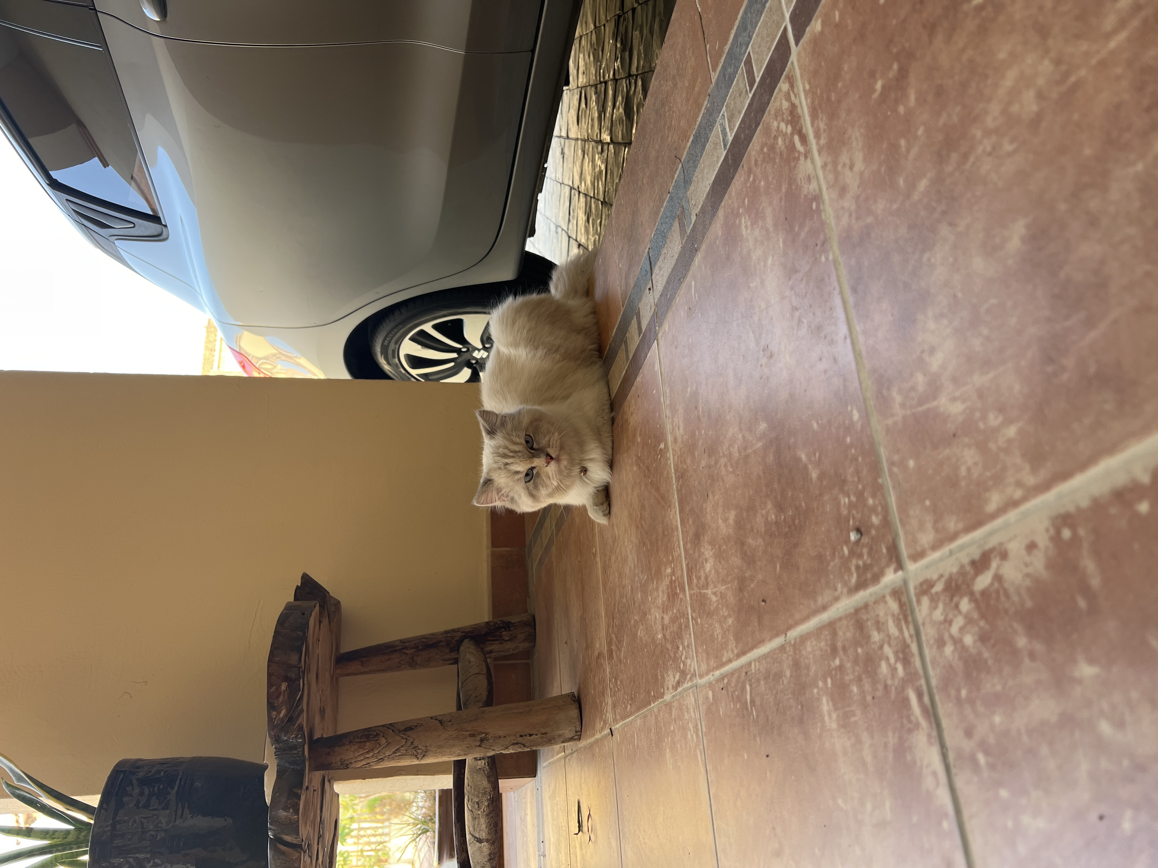 cat