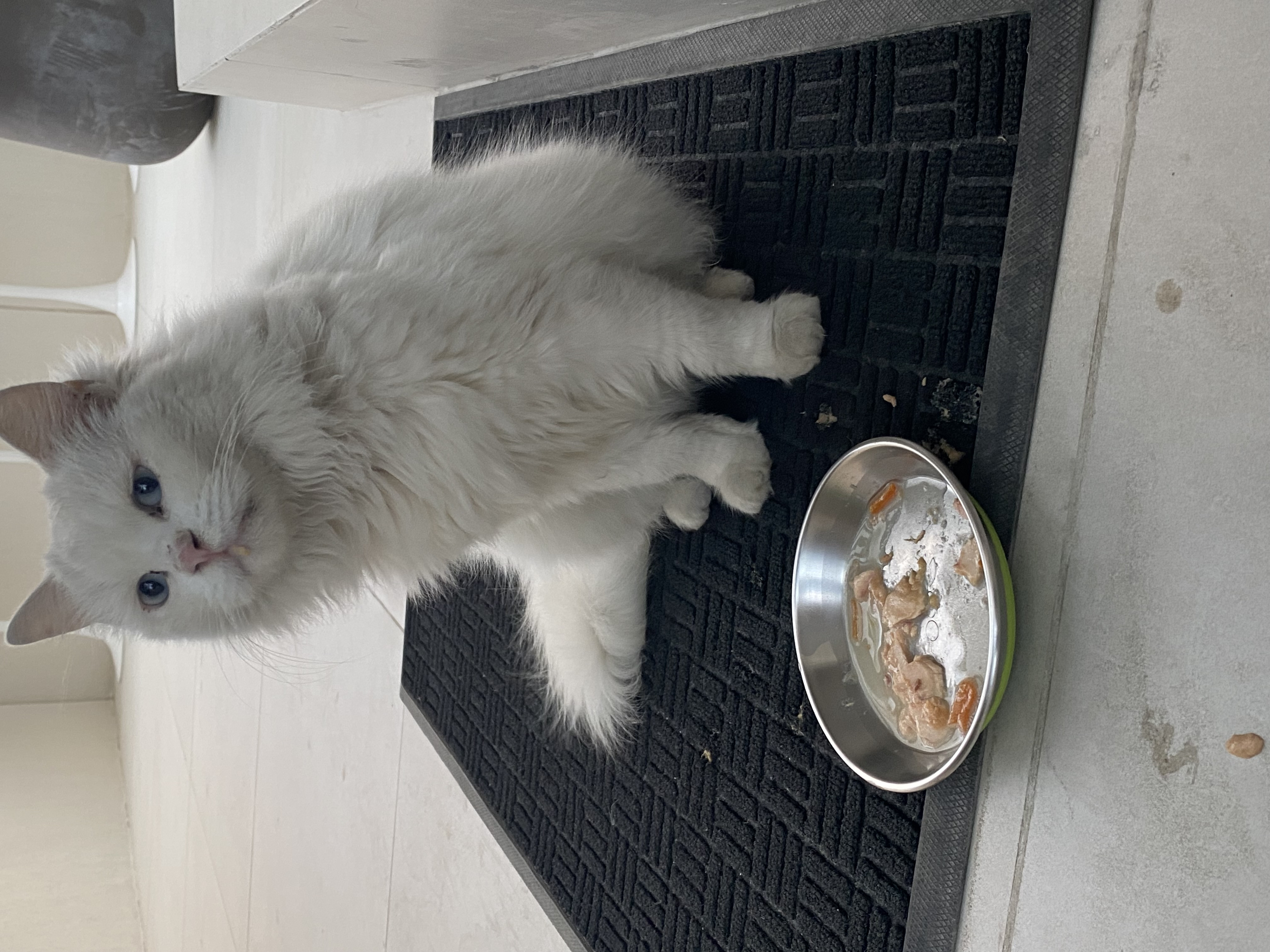 cat