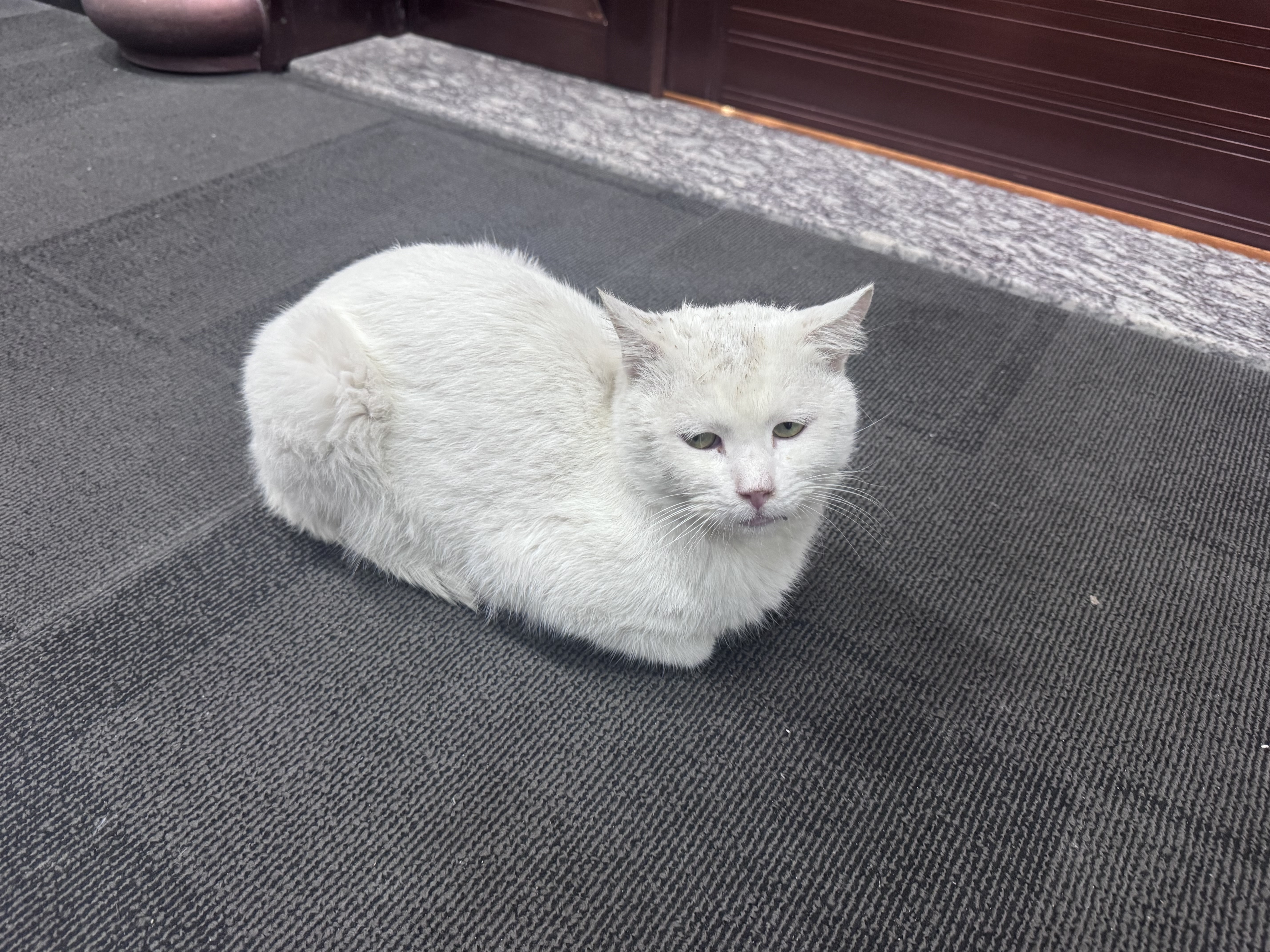 cat