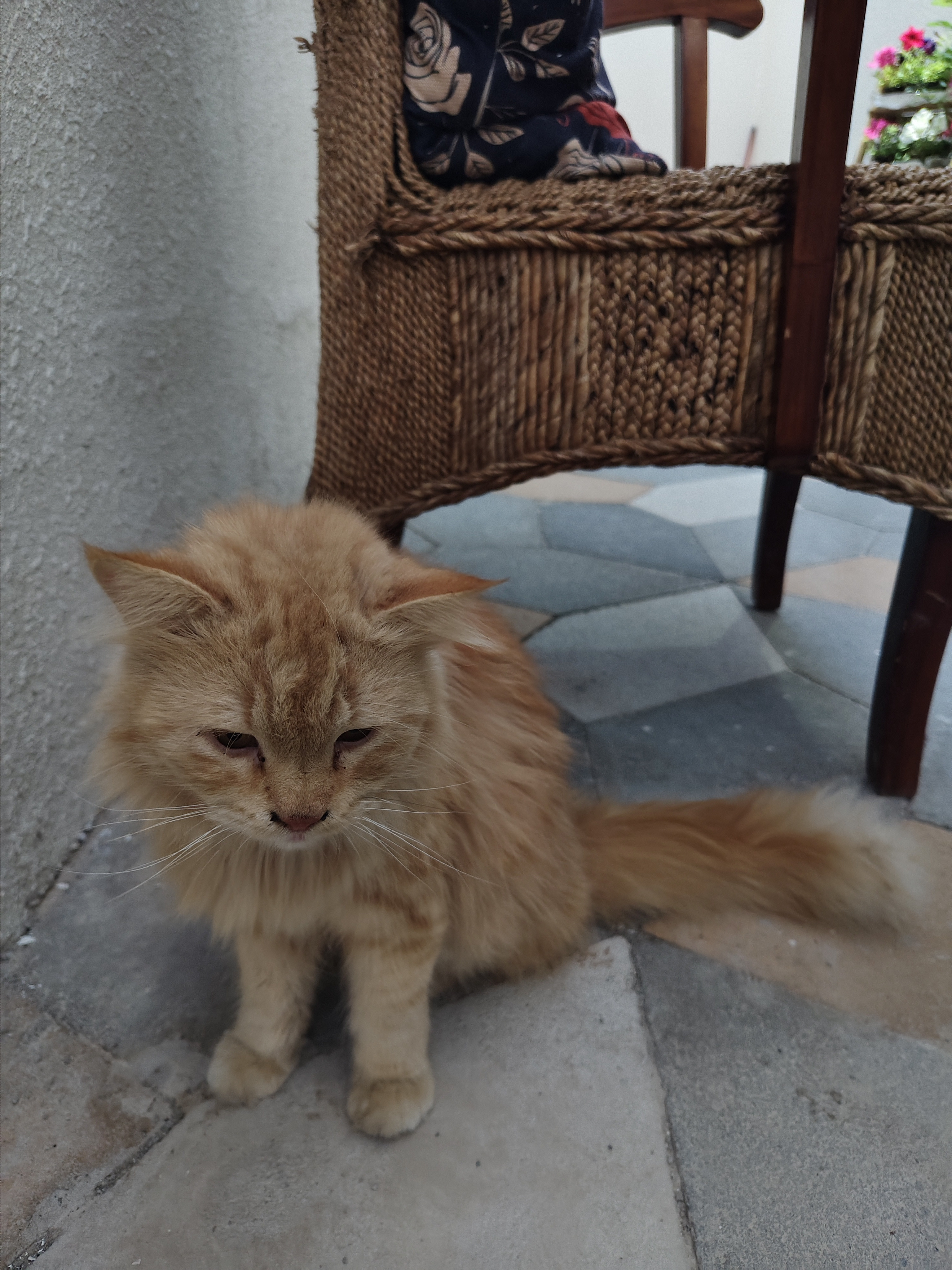 cat
