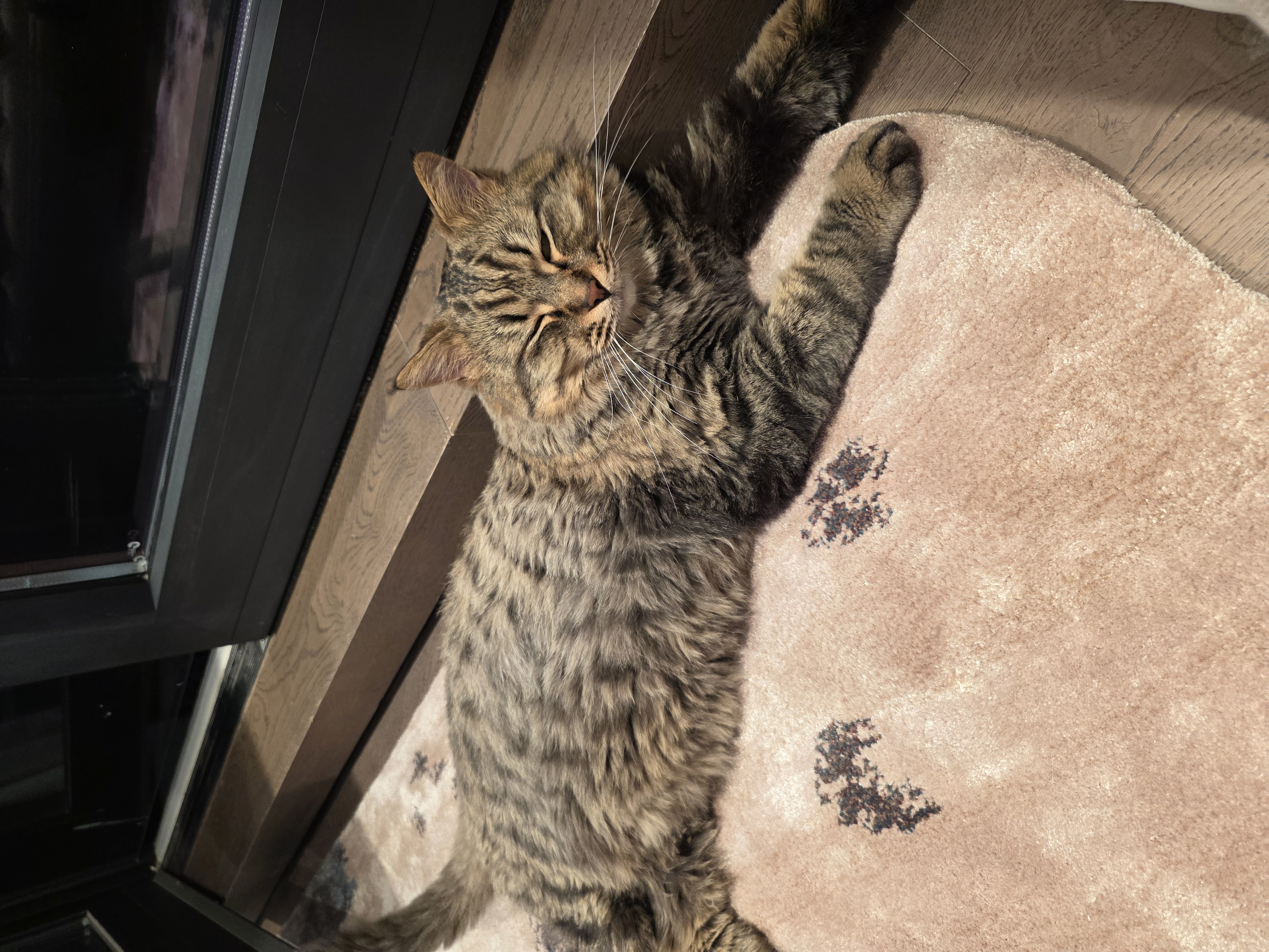 cat