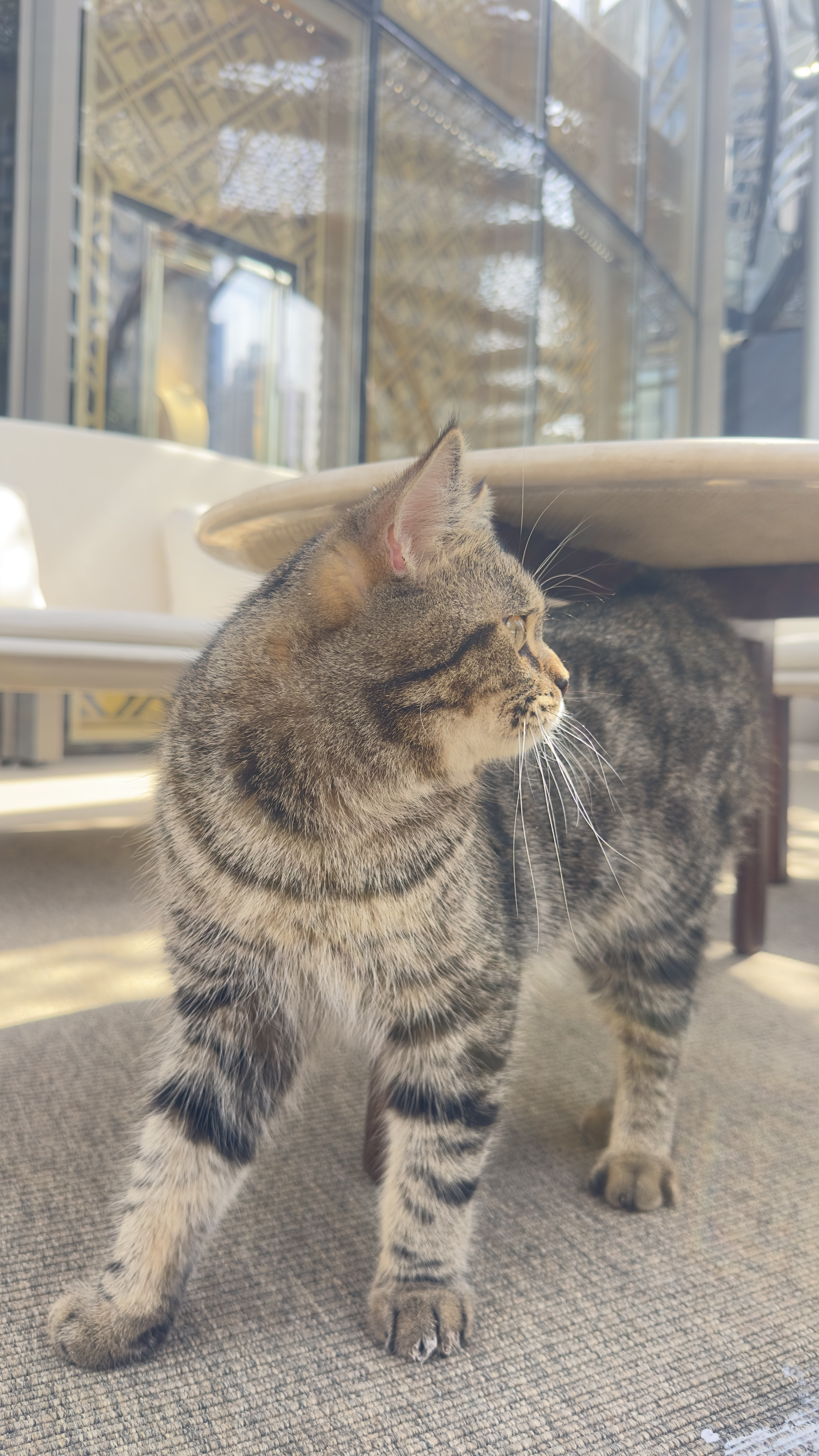 cat
