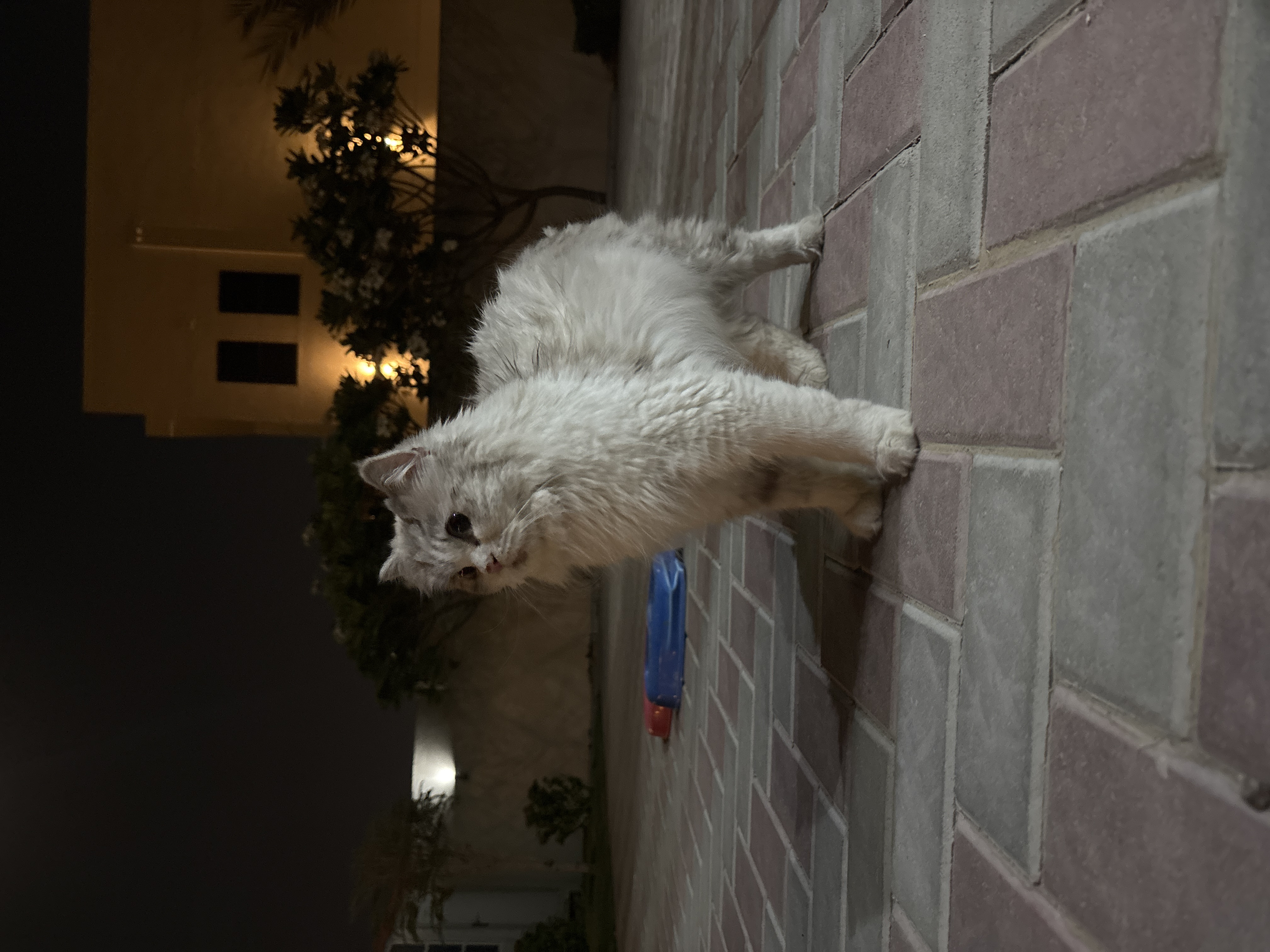 cat
