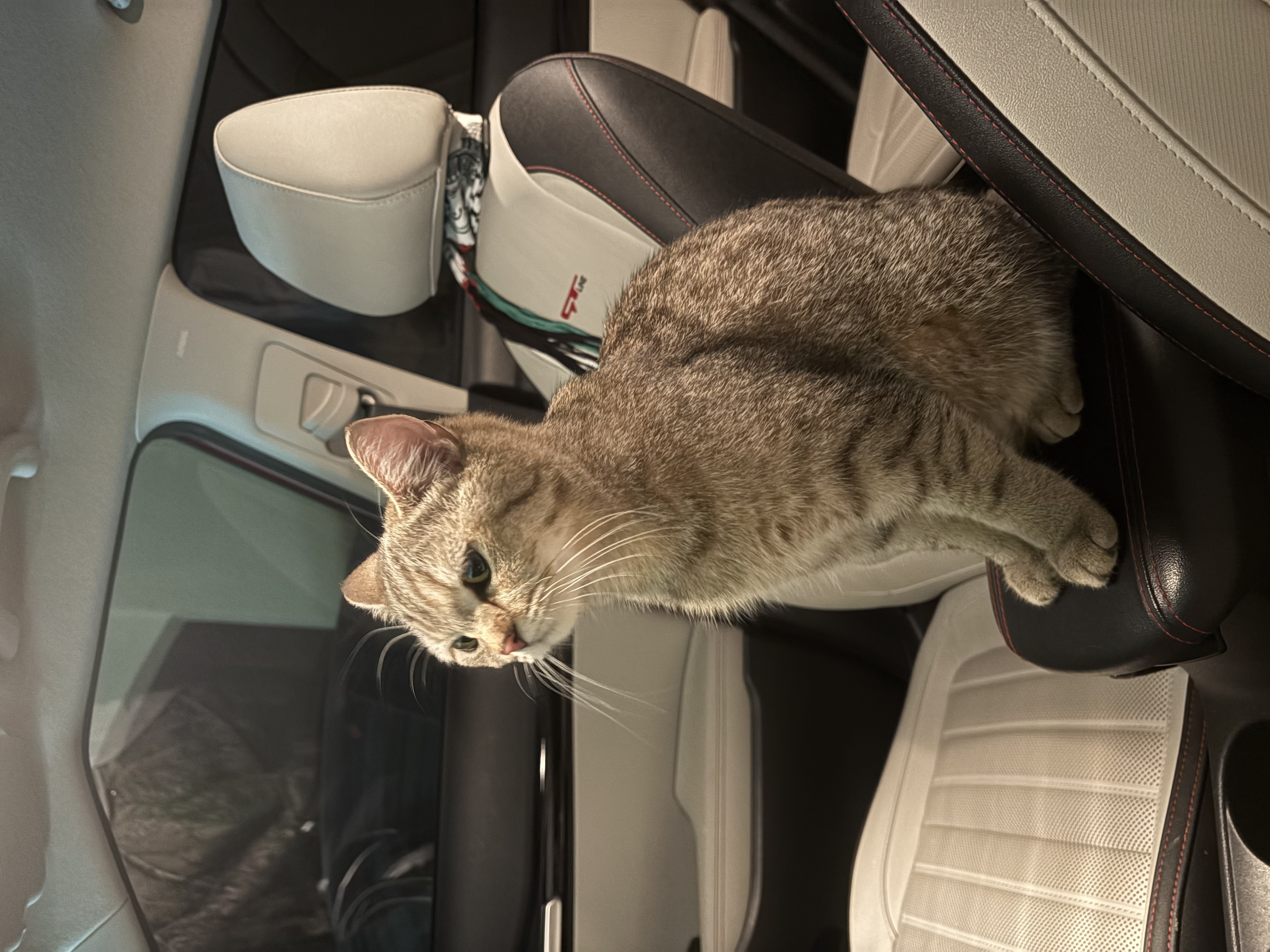 cat