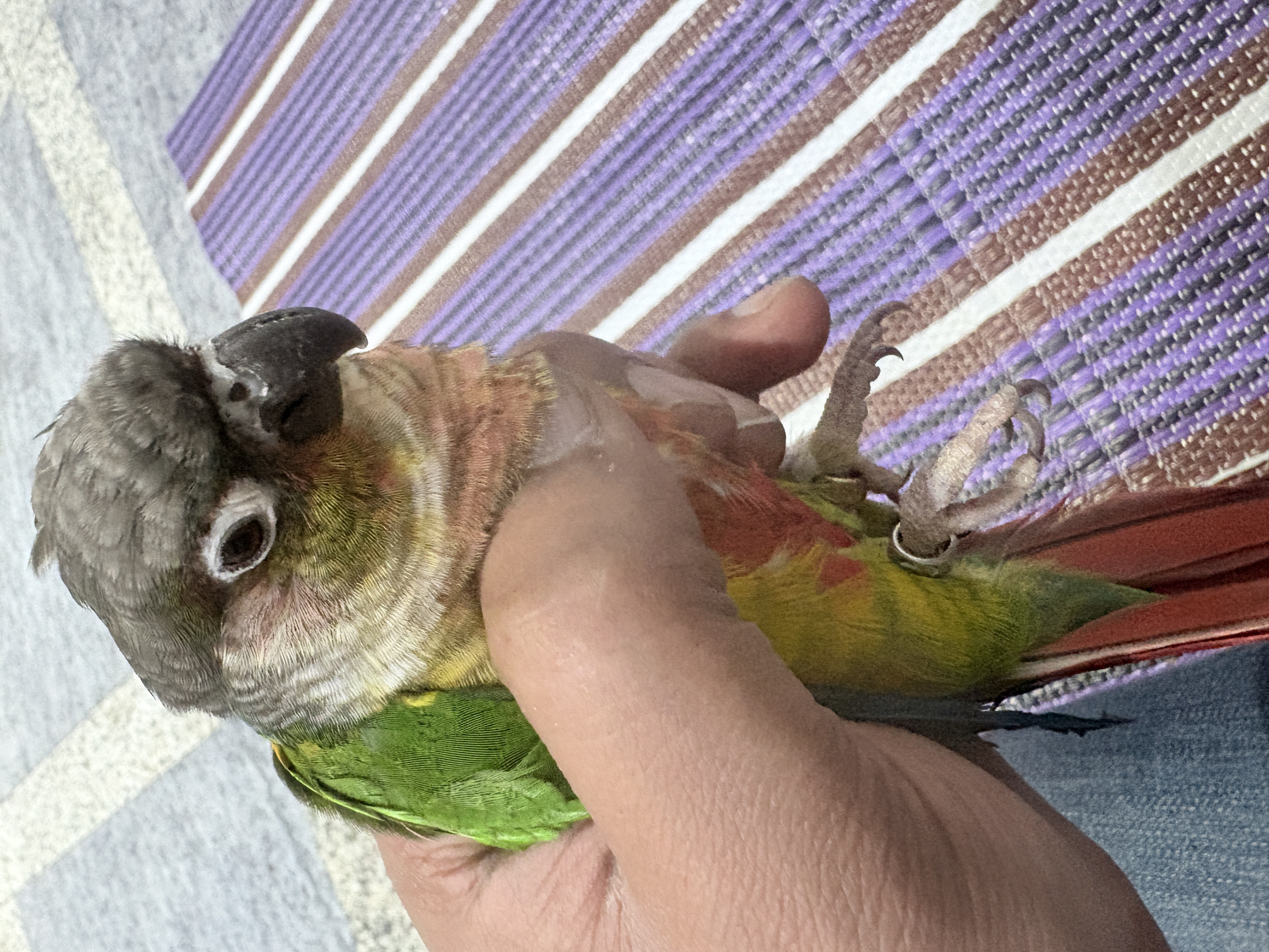 bird
