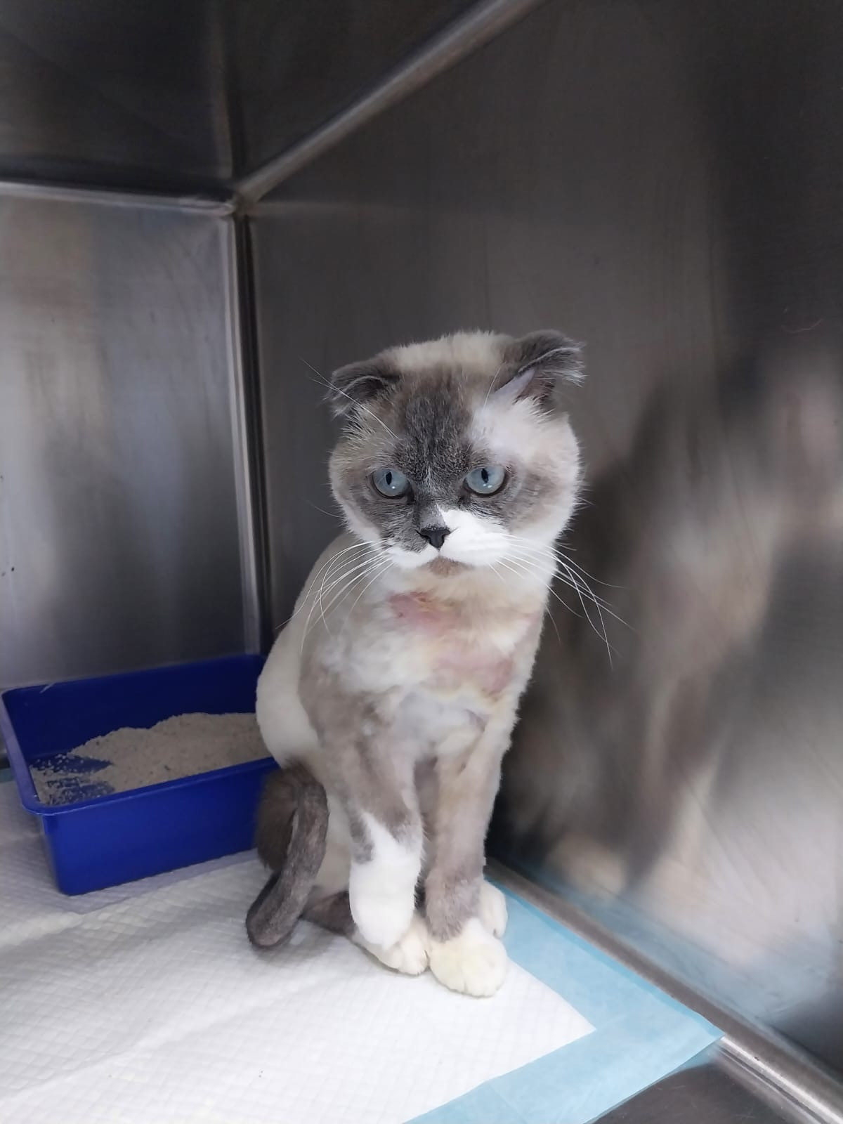 cat