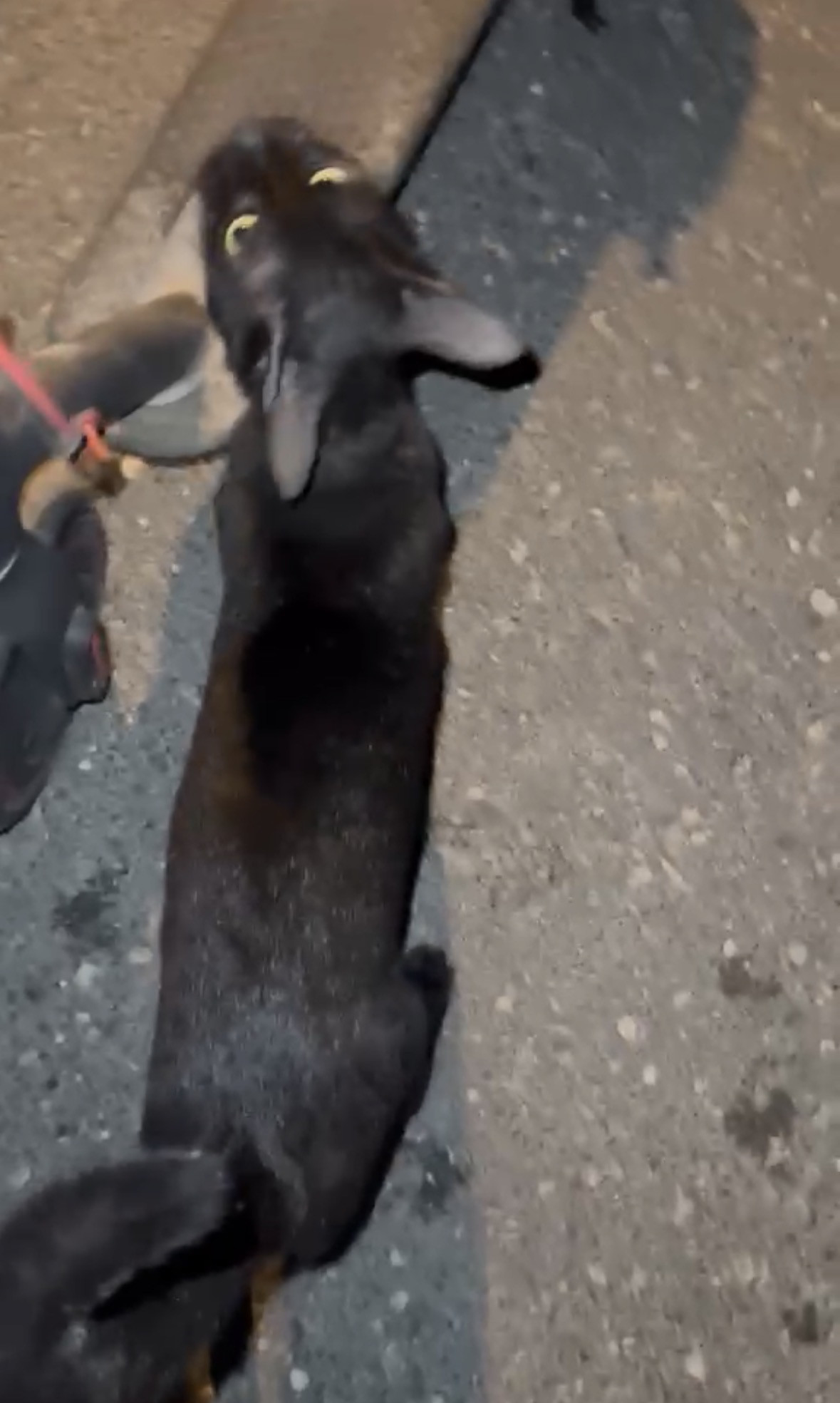 cat