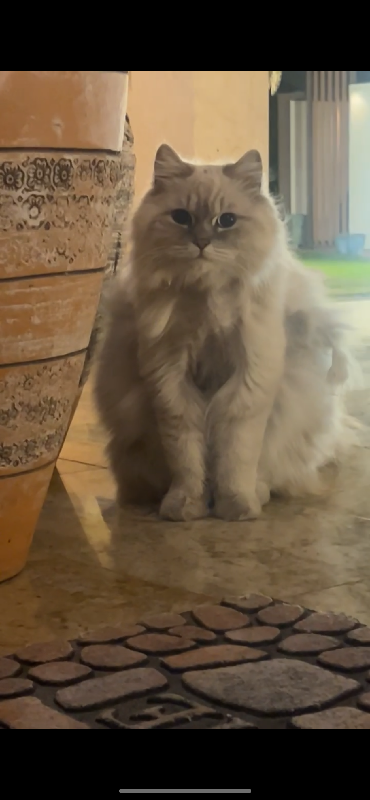 cat
