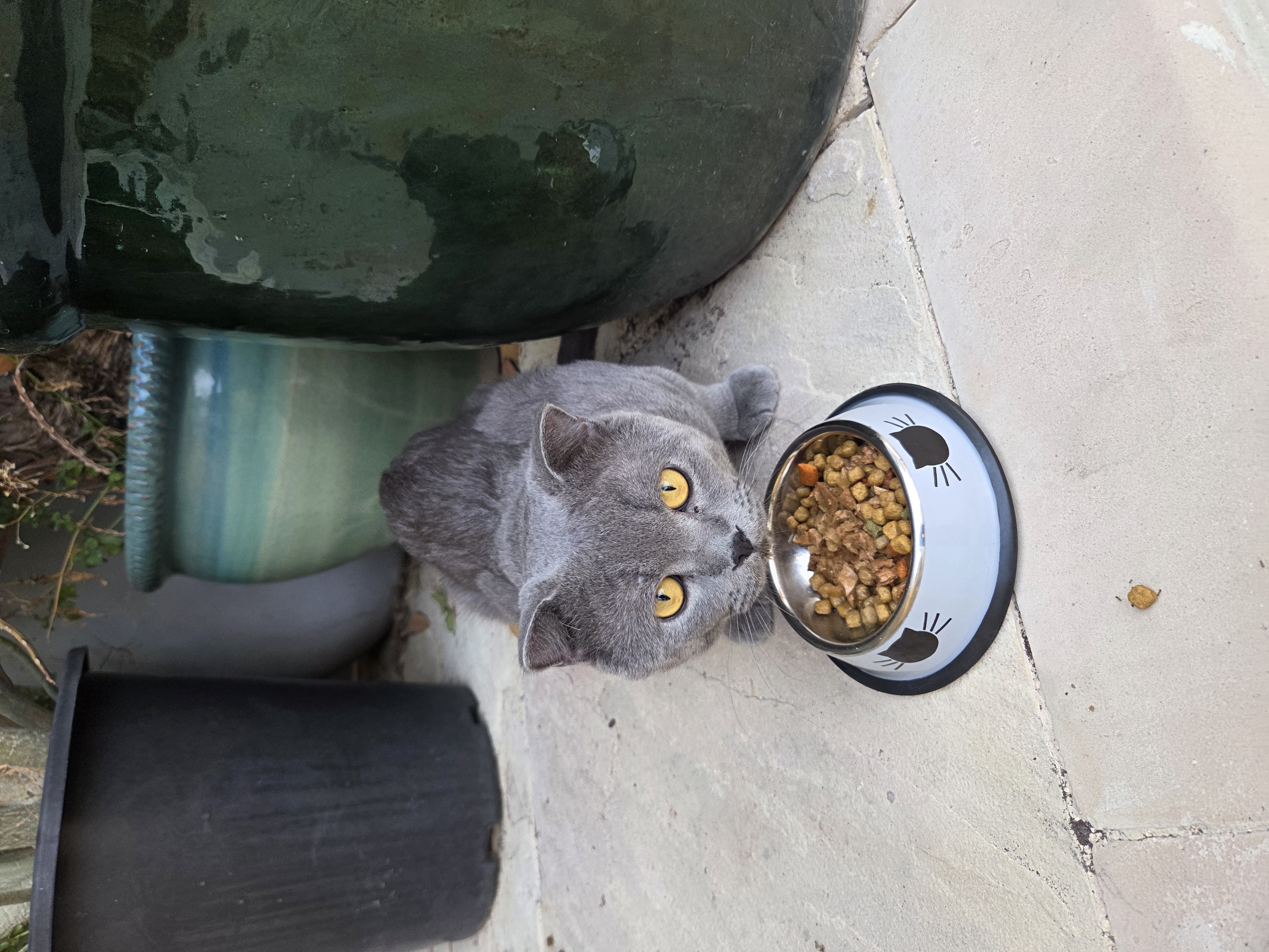 cat