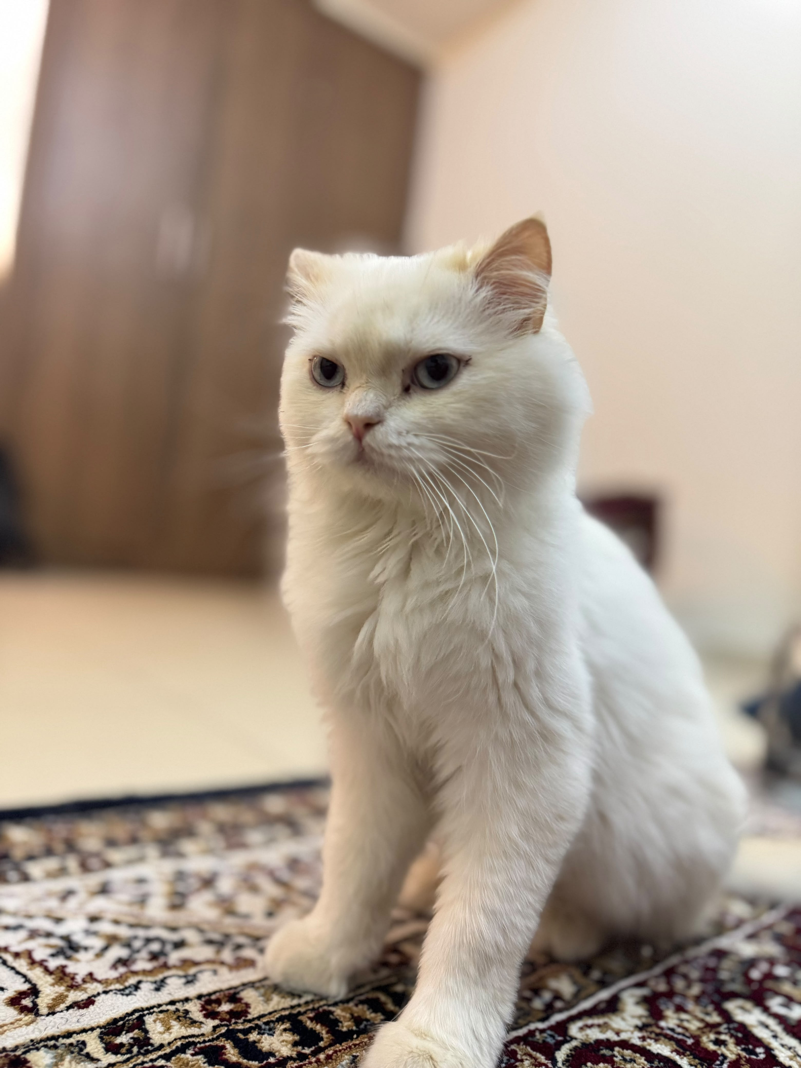 cat