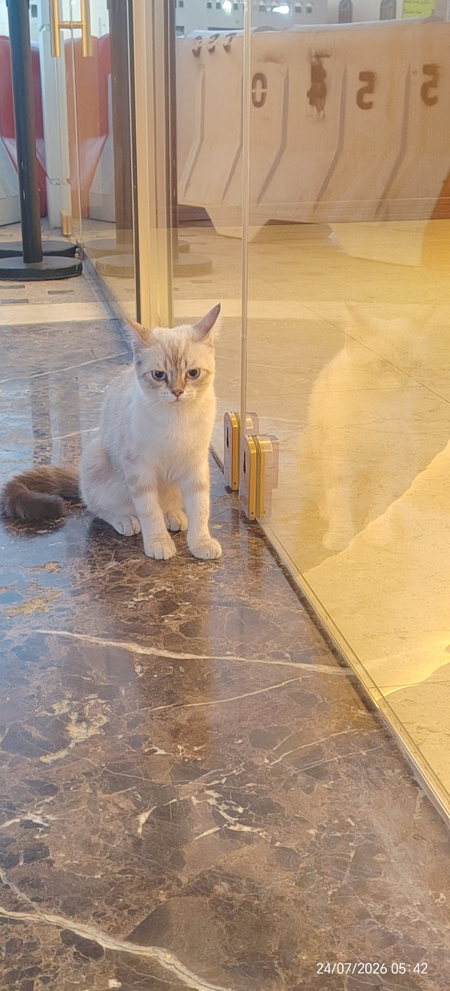 cat