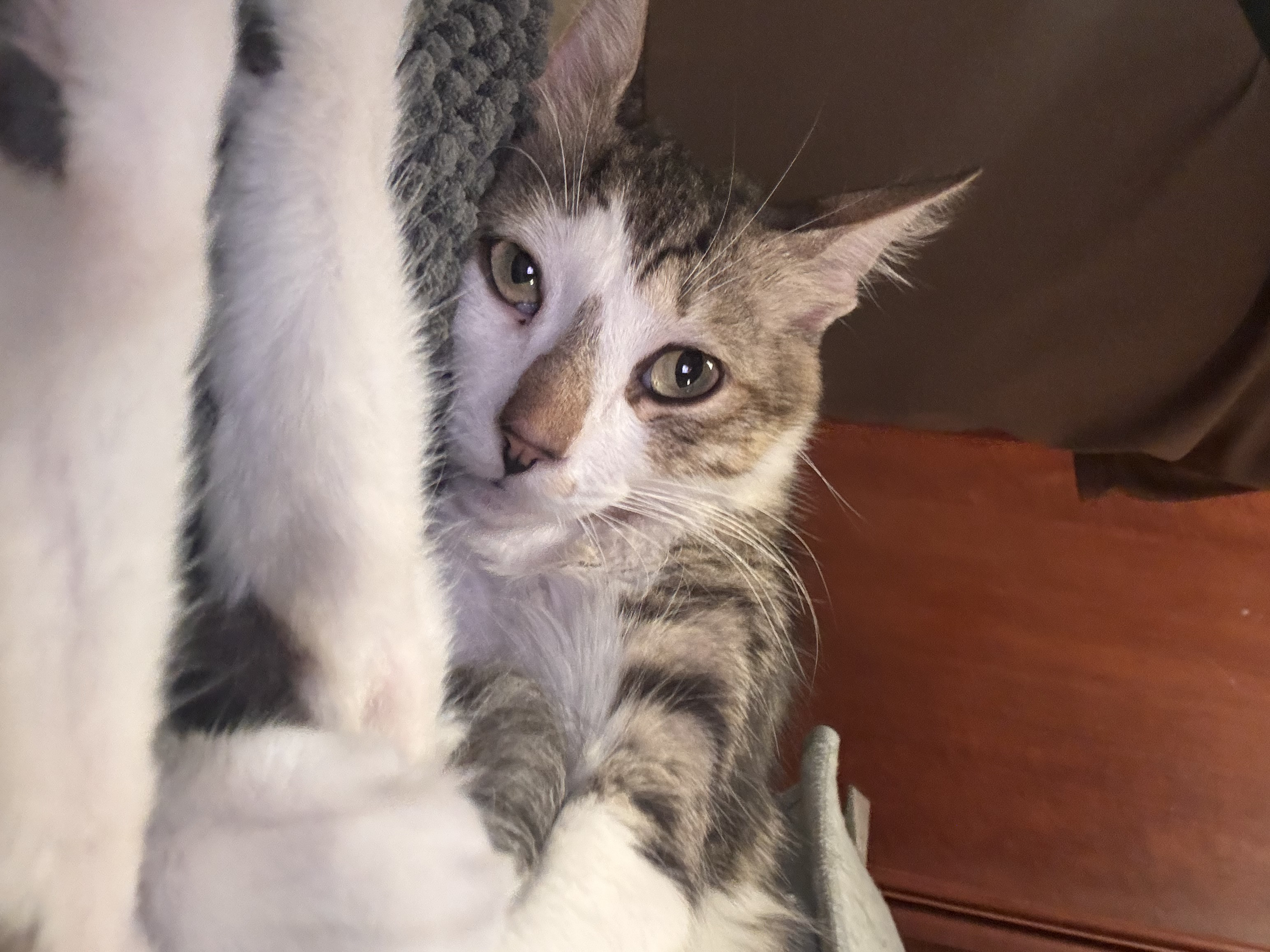 cat