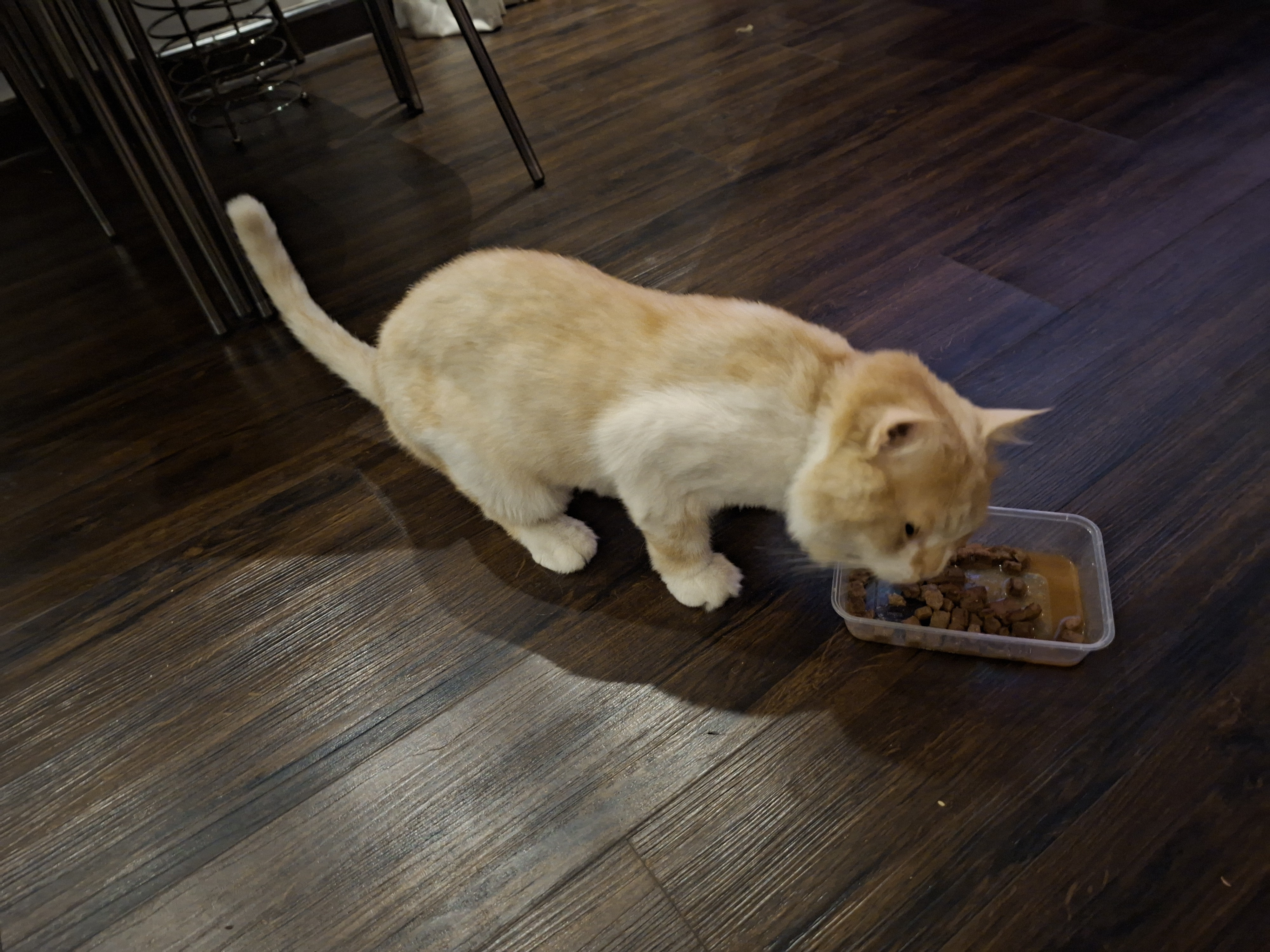 cat