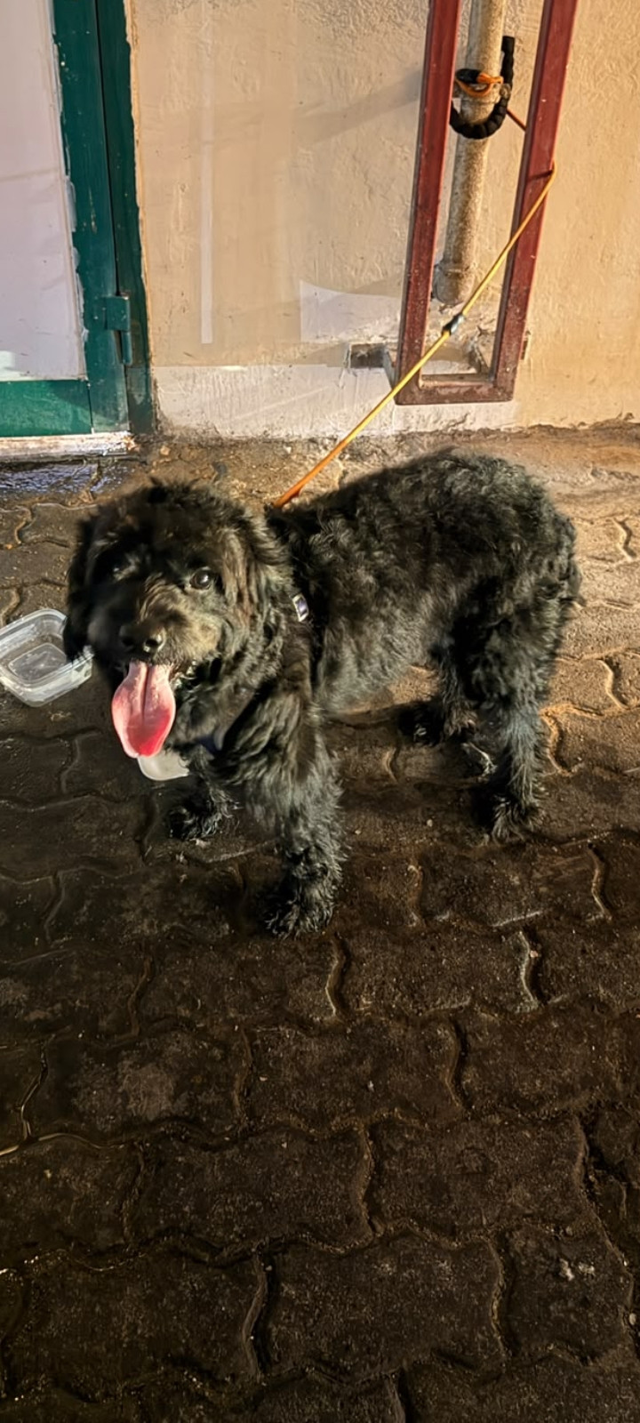 dog
