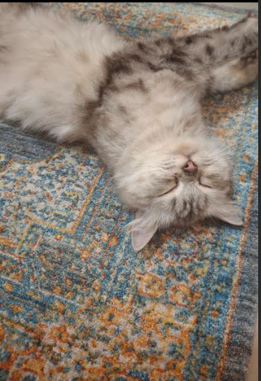 cat
