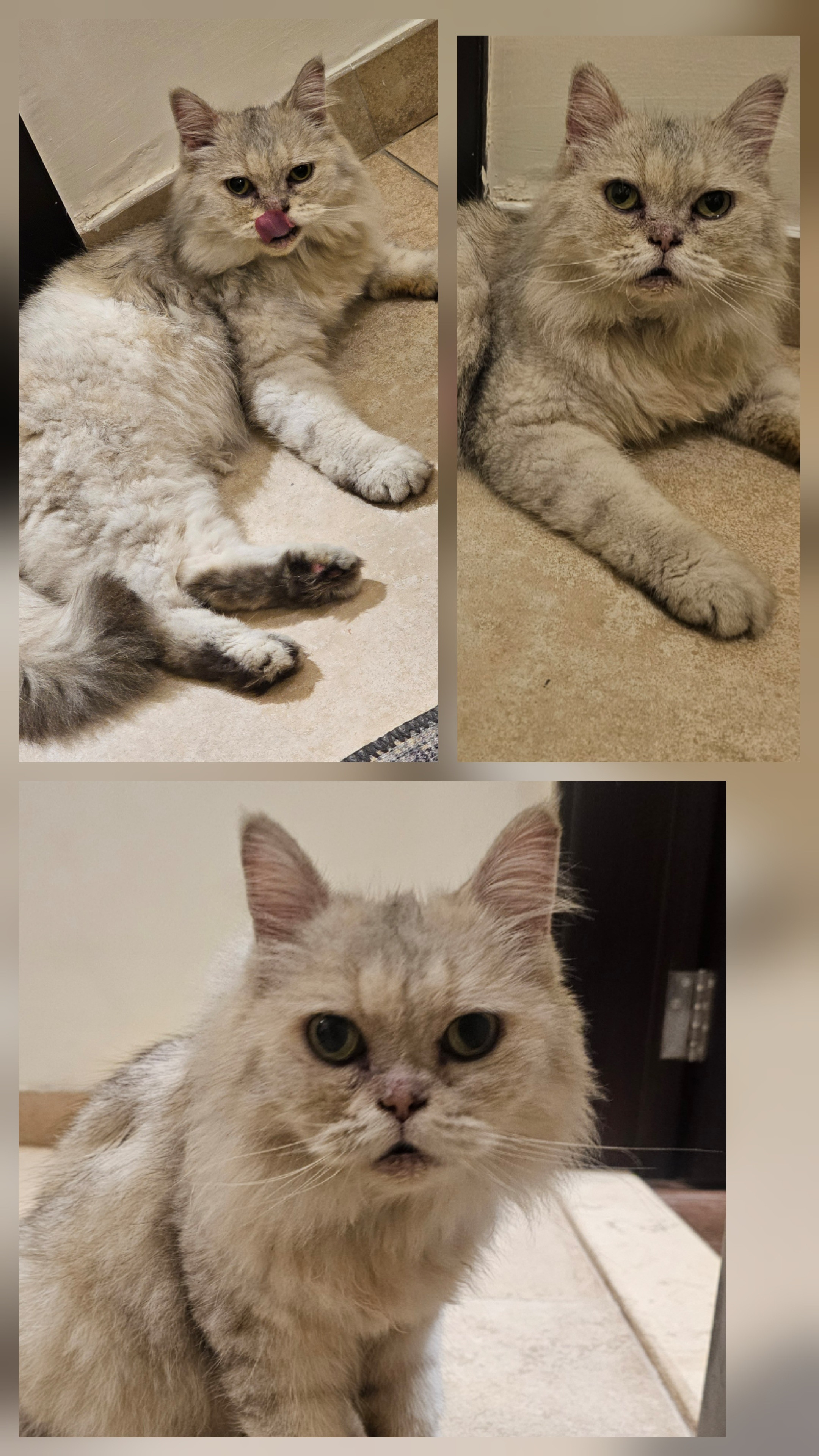 cat